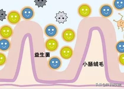 益生菌对人体的十大好处,家中常备益生菌准没错