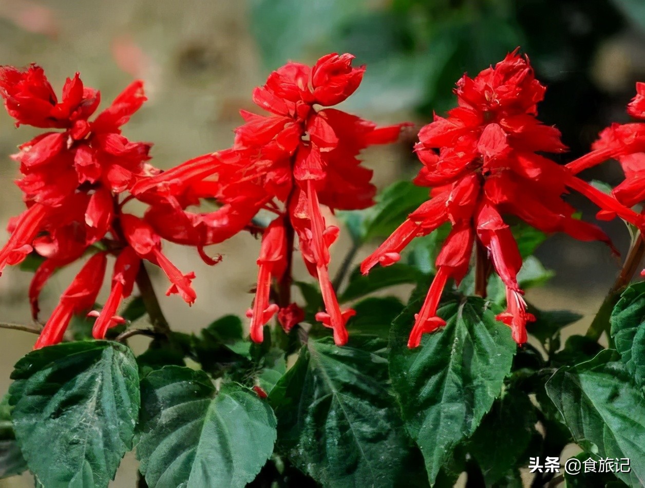 让人回忆童年的味道,难以忘怀的童年味道