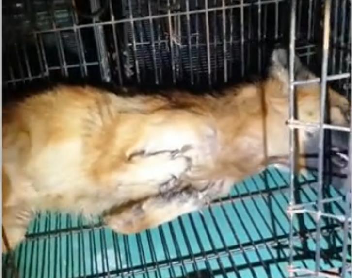 流浪狗脚萎缩只能「袋鼠跳」,生存艰难,终被好心人在车底发现