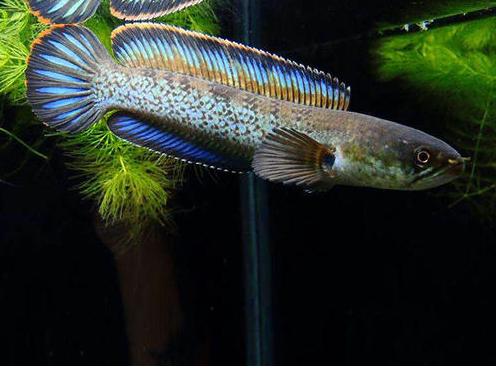 冷水鹦鹉鱼和锦鲤哪款更好养,锦鲤适合和哪些观赏鱼一块儿养