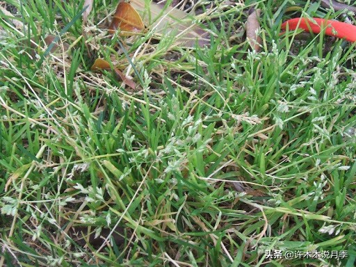 月季忘记埋冬肥了,月季清园几次