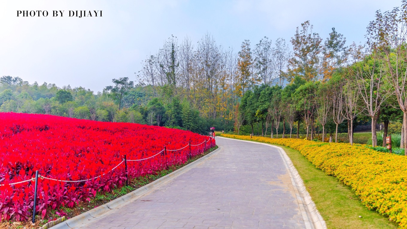 金坛花谷奇缘有什么地方值得打卡,金坛花谷奇缘赏花攻略