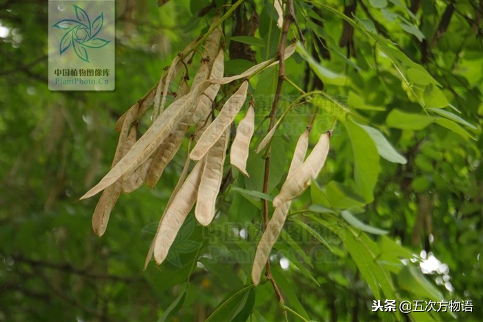 家槐叶和槐叶区别,国槐家槐是同一种树吗