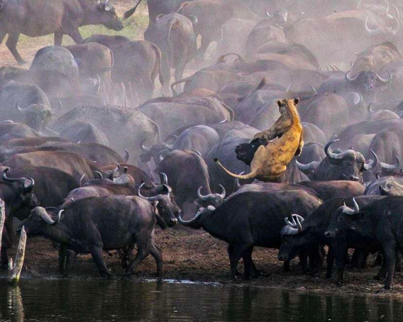 狮子被铁索束缚、棍棒训练、断趾磨牙,逃脱后两代狮王以人为食