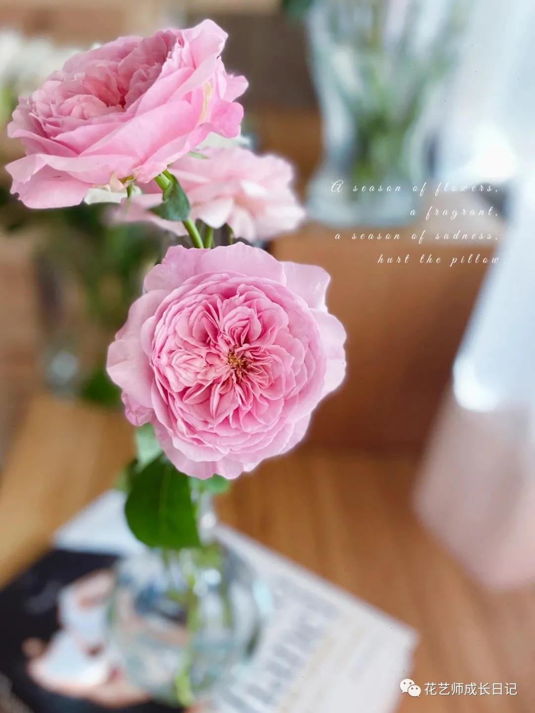 五号香水玫瑰花,100朵粉色玫瑰