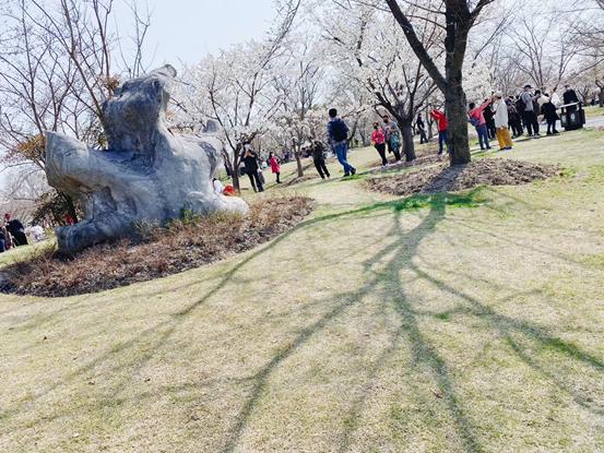 春天必打卡的樱花胜地顾村公园,顾村公园樱花照片视频