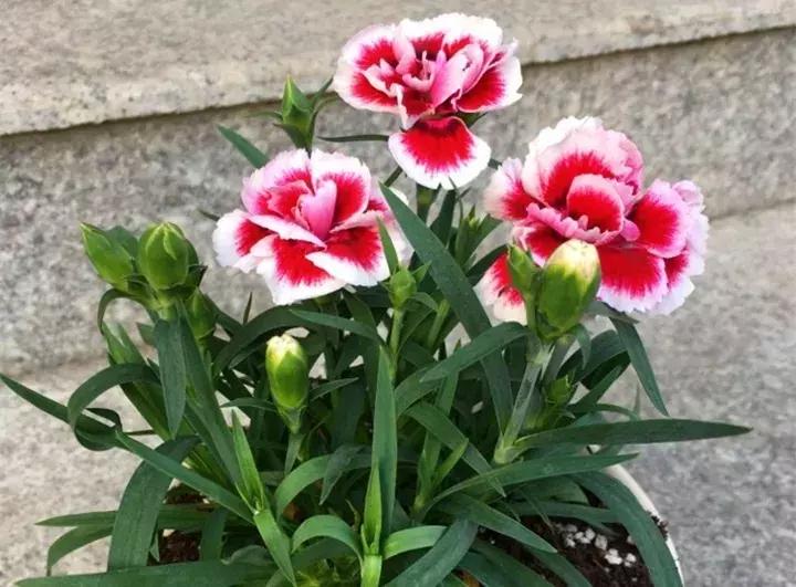 这10种花不怕晒,这3种花不能懒着养