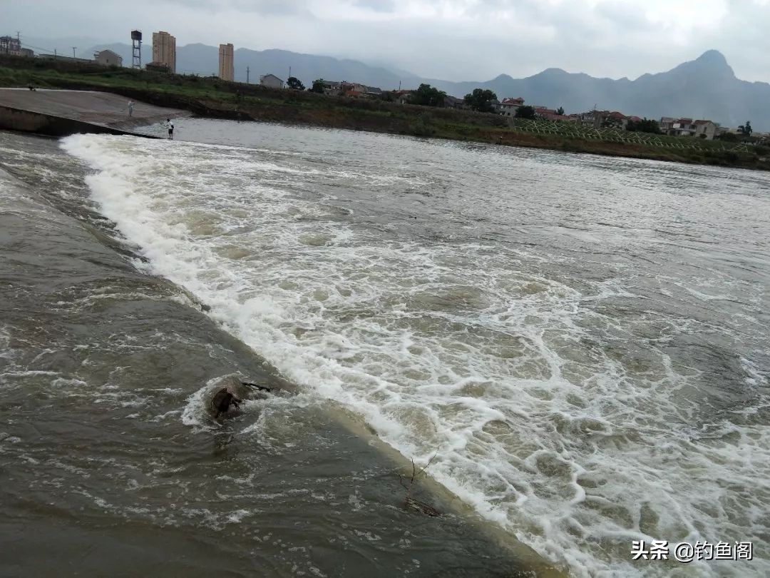 放生鱼入侵物种,放生入侵物种有惩罚吗