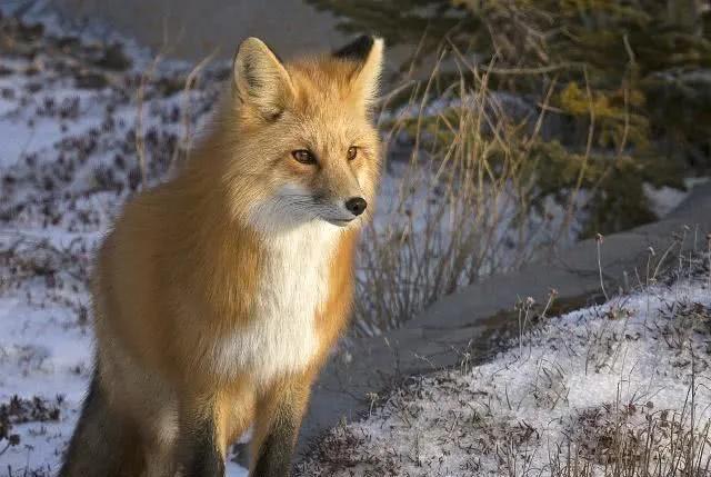 胡黄白柳灰五仙的来历,胡黄灰白柳蟒分别指的是什么
