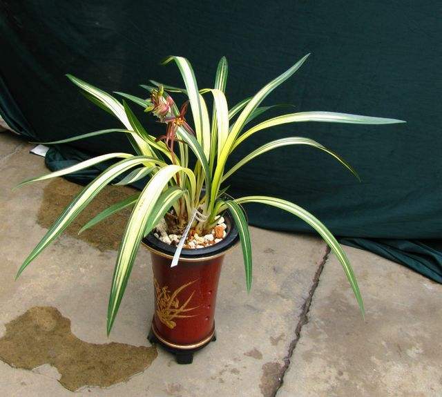 十大天价兰花价格,天价兰花品种及价格