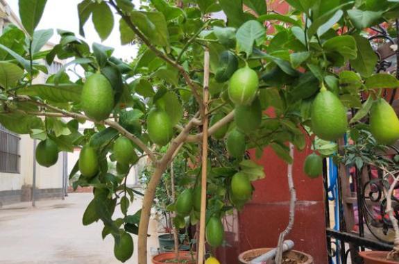 盆栽柠檬不长新枝,盆栽柠檬为什么开花落果