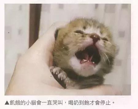 小猫喂食的注意事项,新生小猫怎么喂营养膏
