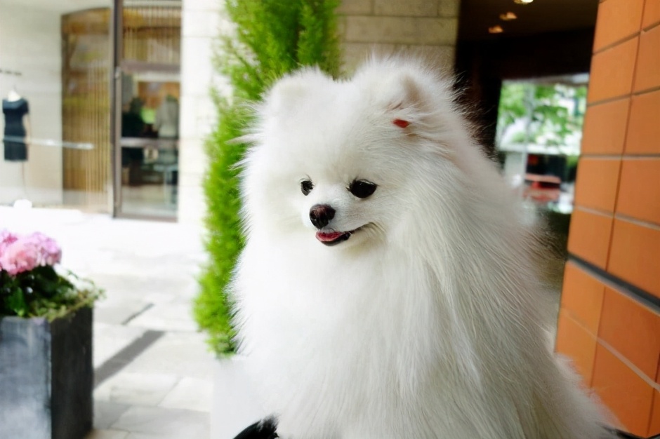 博美狗狗舔主人的手是什么意思,博美舔人表示什么