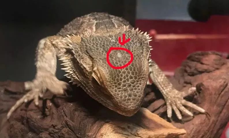 你知道蜜蜂有多少眼睛吗,蜜蜂为什么有那么多眼睛