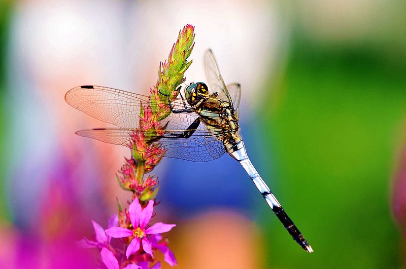 铚昏湏鎭嬭姳鍥剧墖澶у叏,铚昏湏鎭嬭姳鏂囨