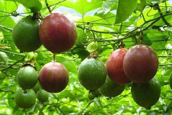 百香果可以直接埋在土里吗,百香果籽直接吞到肚里可以吗