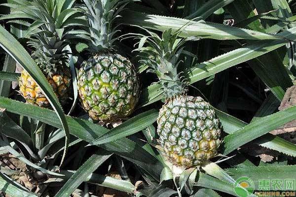 菠萝黑心褐化怎么回事,菠萝黑心怎么处理