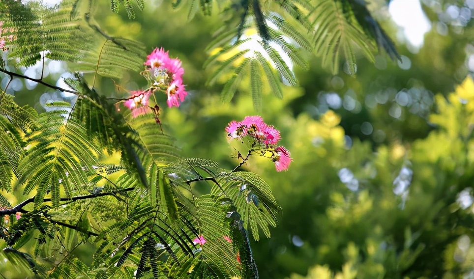 能让人安静下来的一味中药,一味中药胜过安眠药