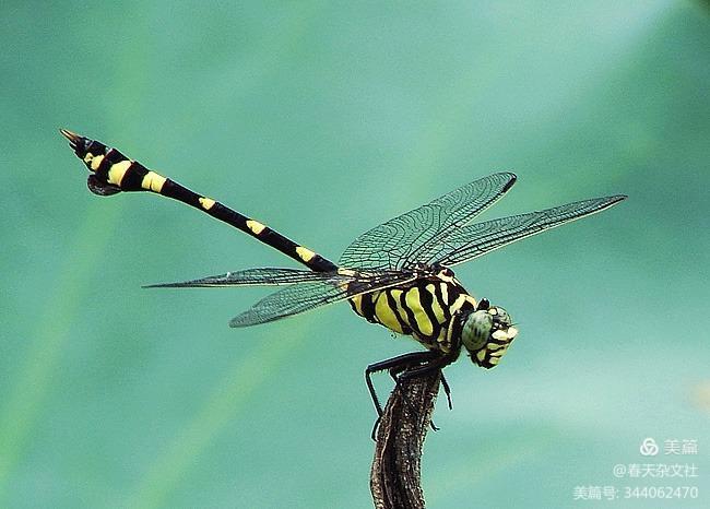 《捉蜻蜓》●作者/李继春