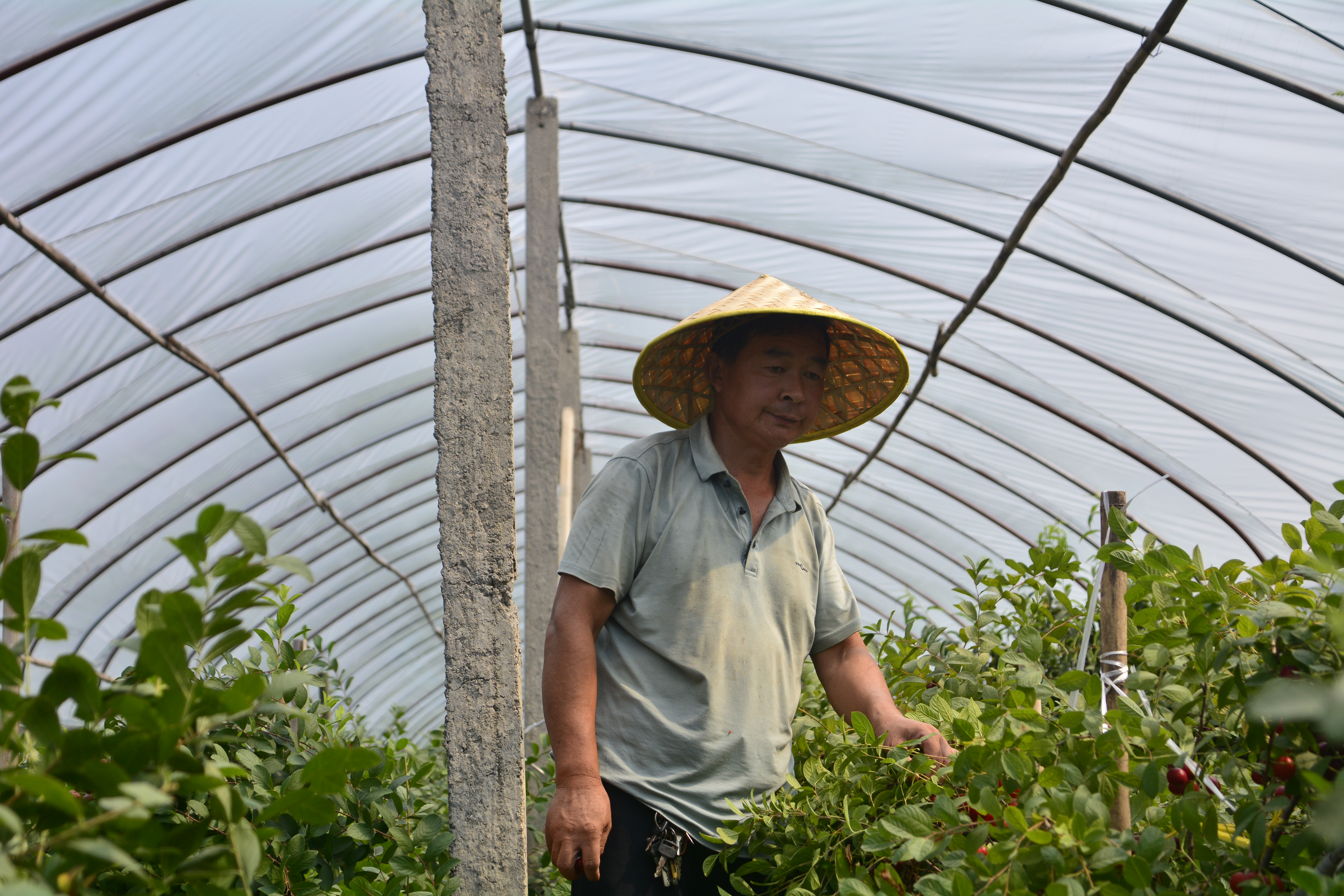 原产中国的农村野果,中国野果骗局揭秘