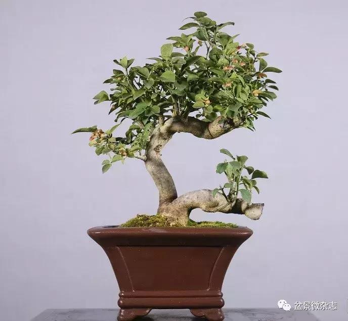 适合室内摆放的意境盆景 (鱼缸盆景有意境高级感视频)