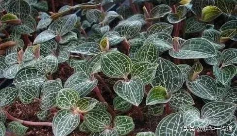 种植金线莲大棚怎么建,新手种植金线莲大棚种植成本利润