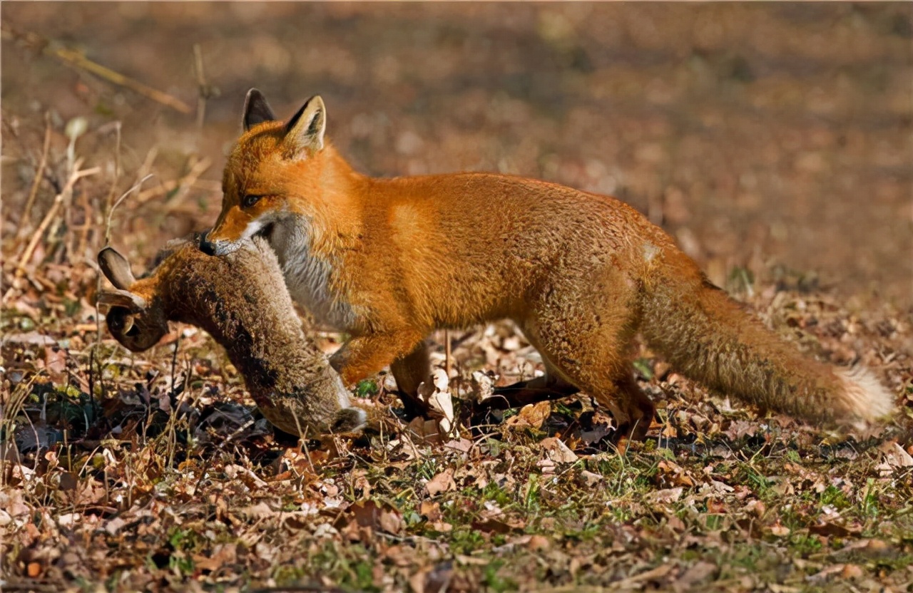 澳洲野兔泛滥成灾上演人兔大战,野兔在澳洲泛滥成灾多久了
