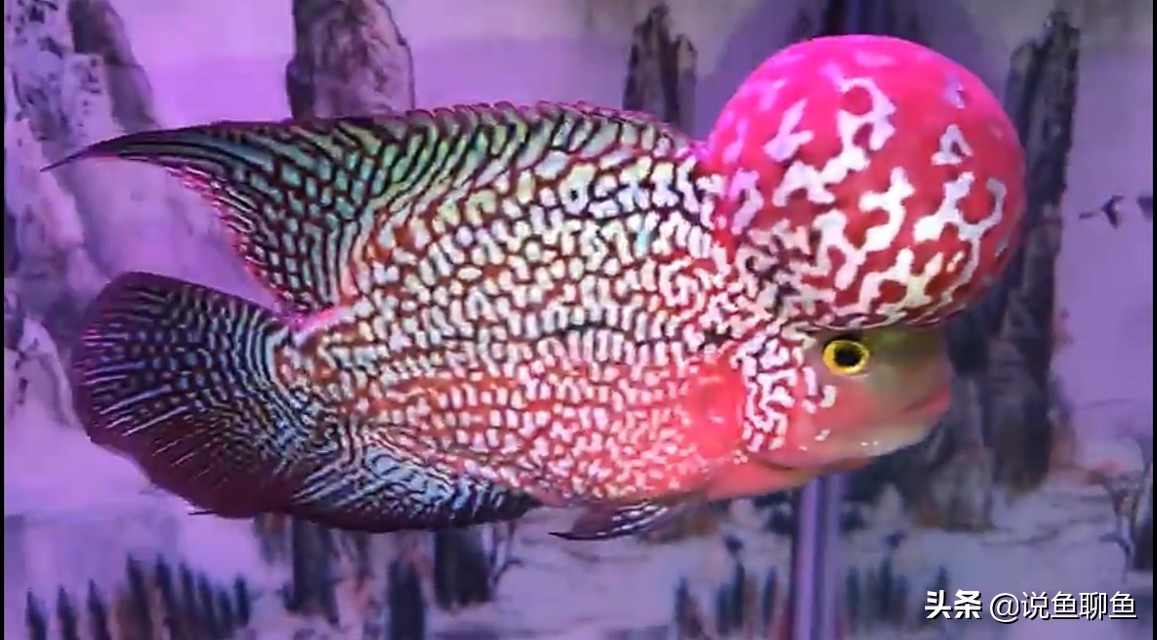 饲养罗汉鱼该怎么去饲养，今天来探讨一下。