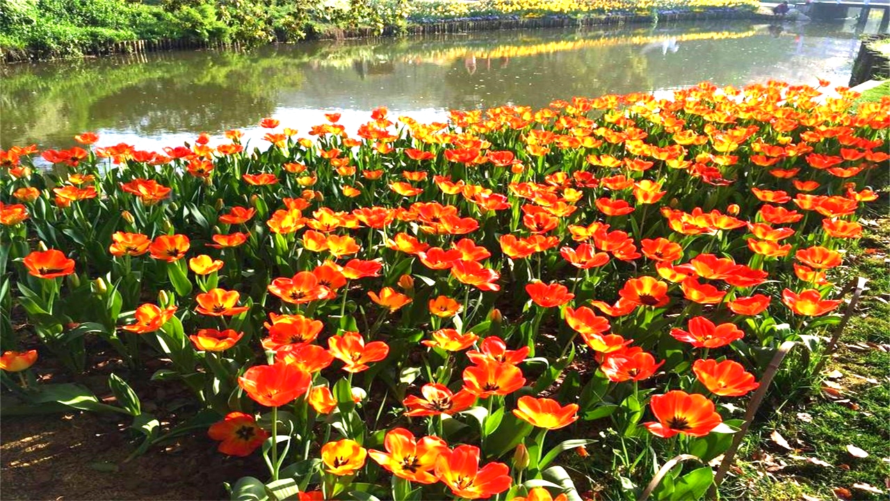 无锡梅园梅花已盛开,无锡梅园百合花节