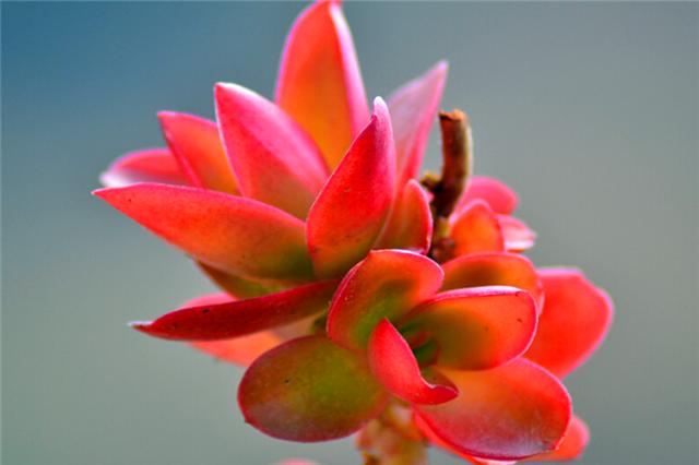 多肉火焰养护,多肉植物大红火祭养法