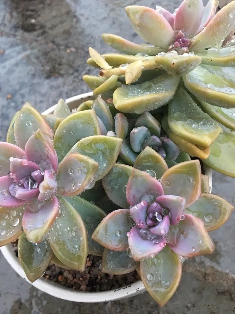 五颜六色的透明多肉,颜色超好看的多肉