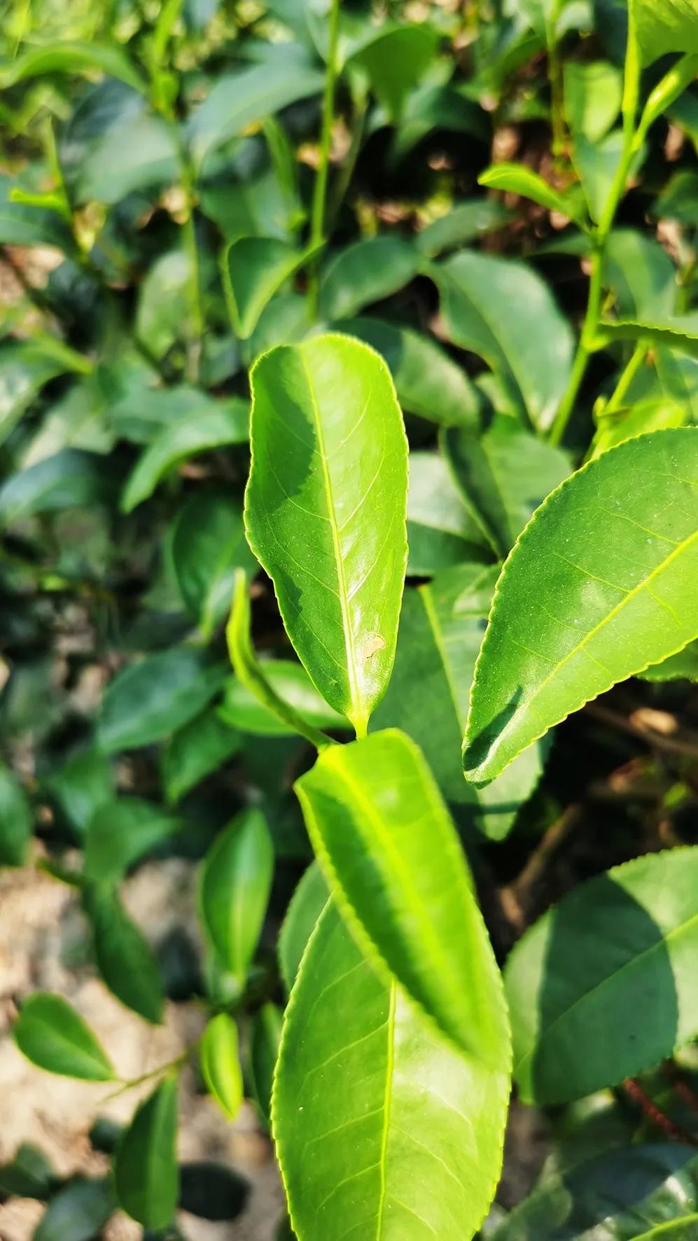 创璞然之茗振麻城茶业