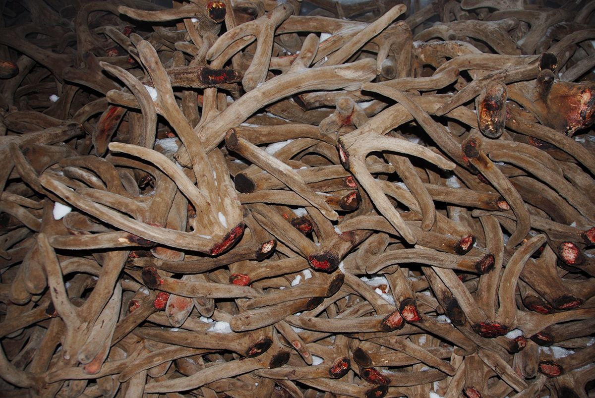 吉春制药健肝灵胶囊,吉春制药阿胶补血口服液