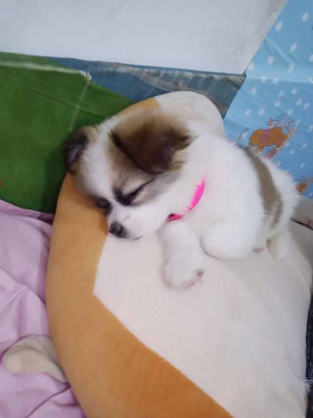 小狗吃多了吐怎么办最有效,小狗吃多了怎么办应该如何处理