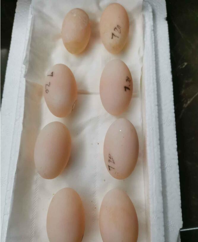 龟蛋轻度发霉,龟蛋发霉了还能要吗