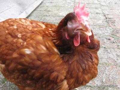 鸡呼吸啰音、甩头、咳嗽，久病不愈！怎么根治？看这里全都明白了