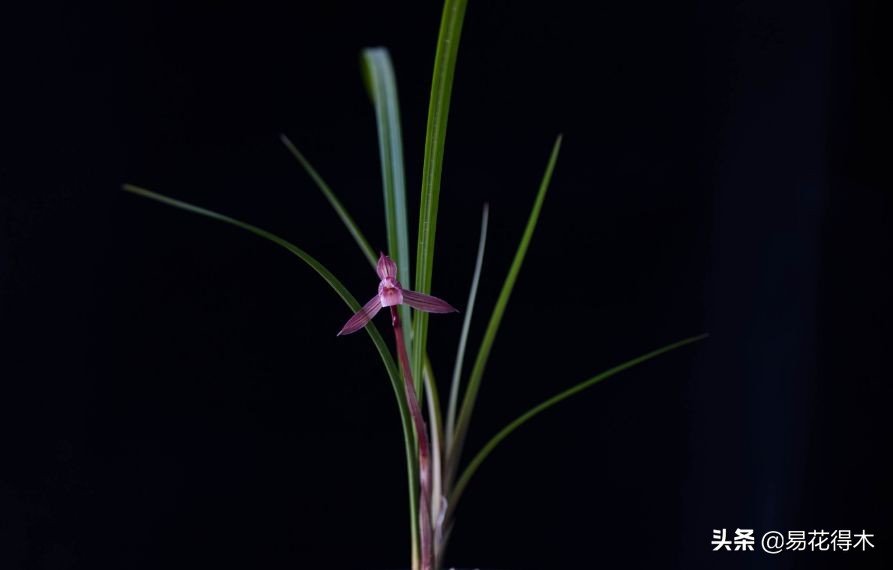 莲瓣兰的花和春剑的花有什么区别,春剑春兰莲瓣兰豆瓣兰怎么区分