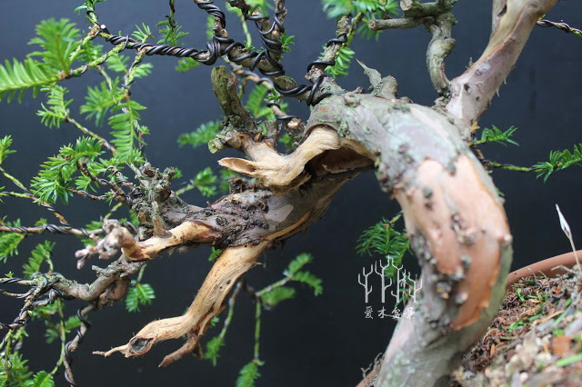 红豆杉盆景整形蟠扎视频,红豆杉蟠扎盆景