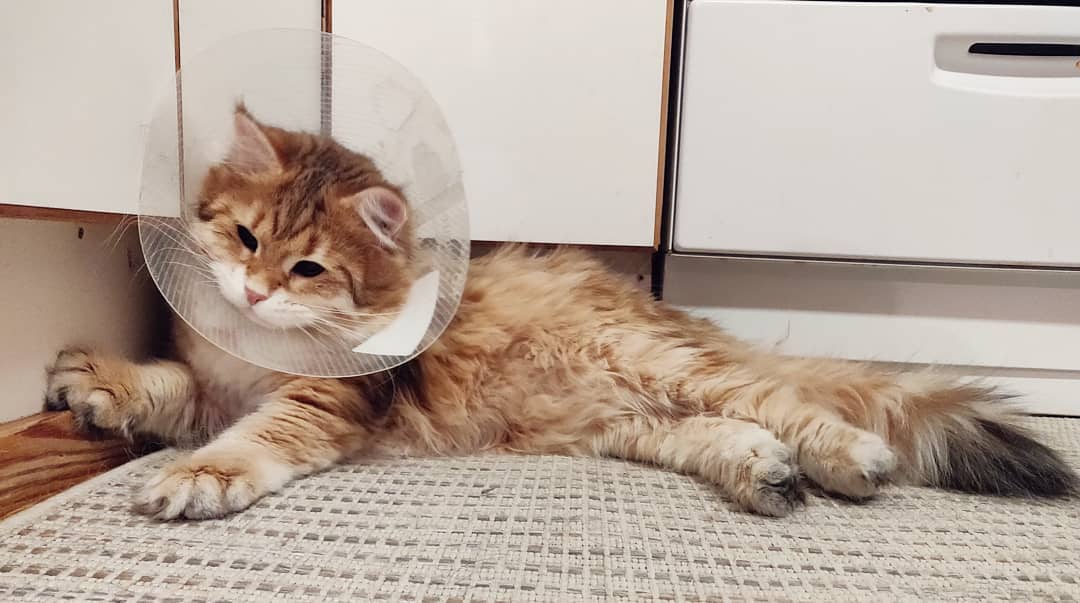 养猫维生素可以用什么代替,给猫补充维生素b2什么样子的