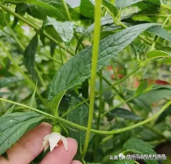 红果参的种植技术与市场前景,水果红果参的功效与作用