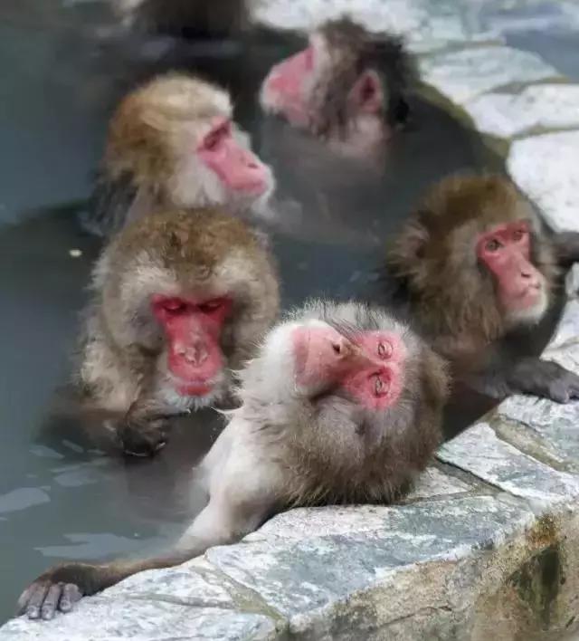 日本乌鸦会扭水龙头、小鹿会鞠躬、猴子会泡温泉，文明还是成精？