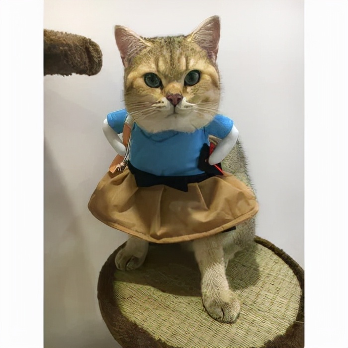 不建议养哪几种猫咪图片,发一张图片证明你家猫咪养的很好