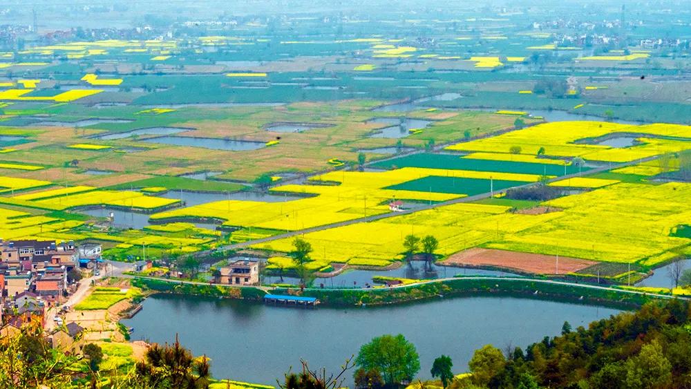 油菜花风景点,罗平县小油菜花