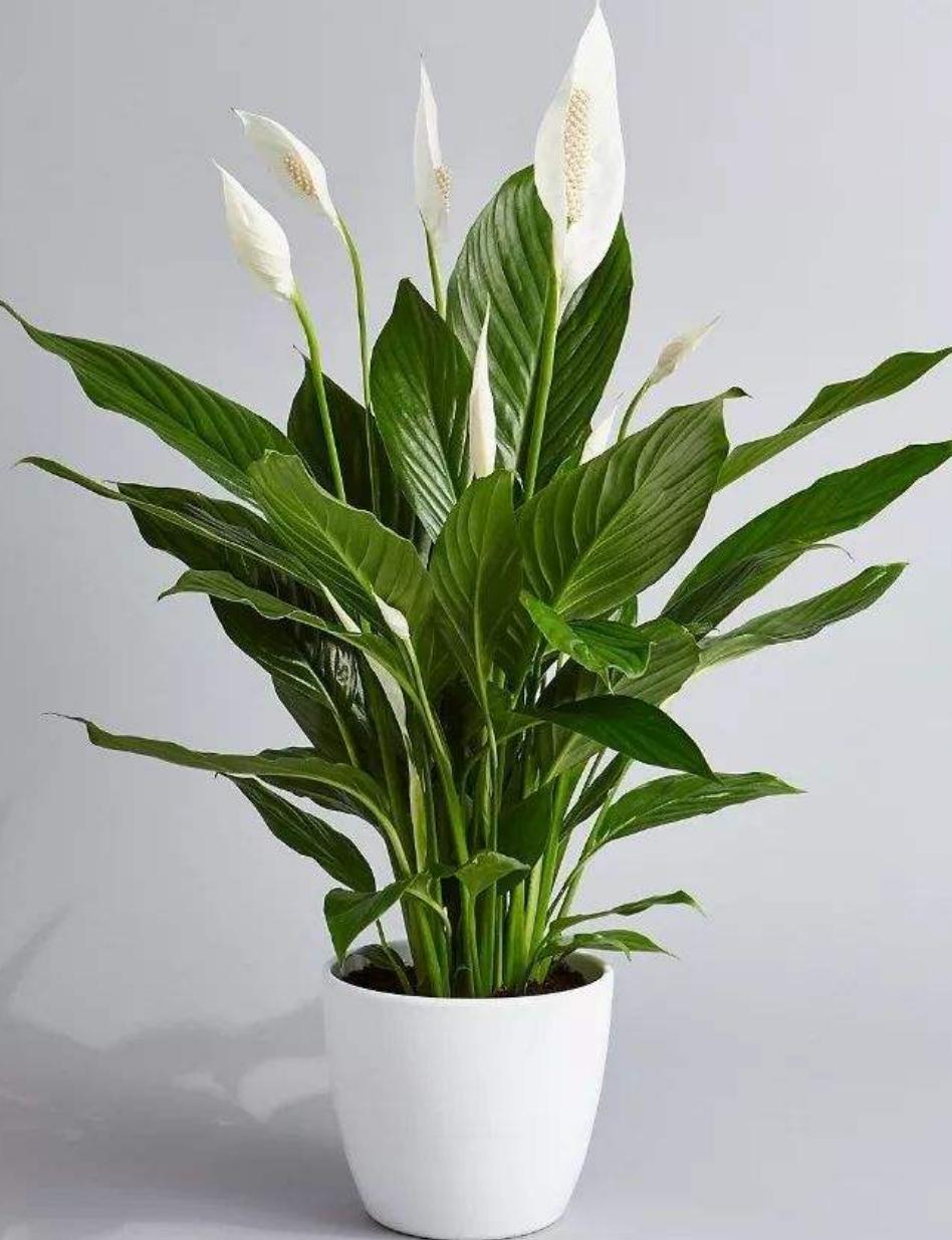 白掌怎么养才开花多,怎么促进白掌分芽