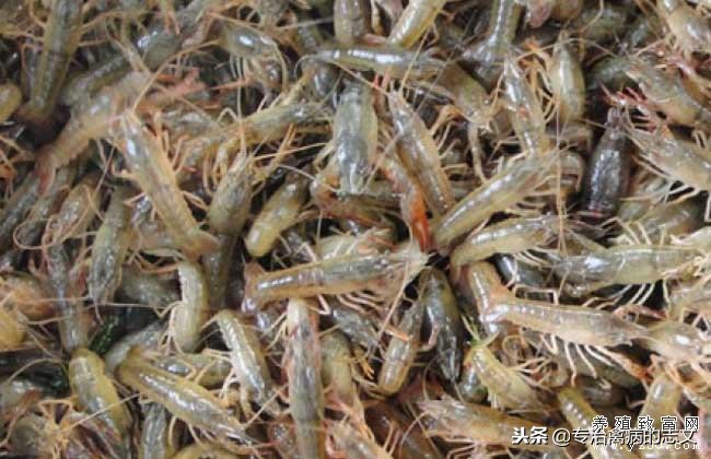 养殖简易大棚搭建成本多少钱一亩,养殖大棚如何节约成本