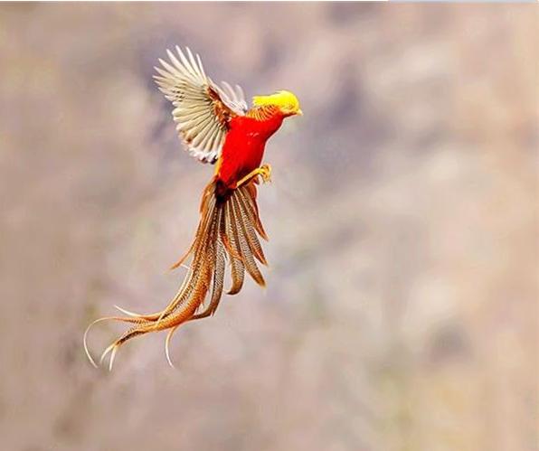 山西大爷山中发现金凤凰,山西老人养金凤凰第三集