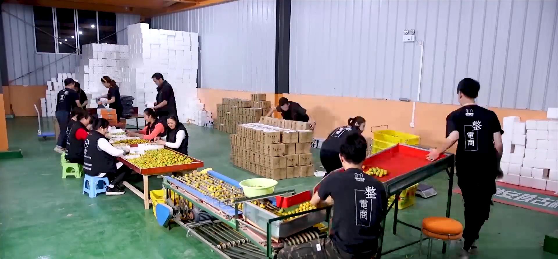 90后种植一水果年赚2000万,广西90后小伙回乡创业开农场