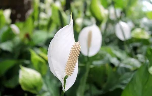 吸甲醛吸苯植物十大排行榜,什么绿色植物吸甲醛和苯
