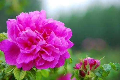 平阴玫瑰甲天下简介,平阴玫瑰和玫瑰花的区别