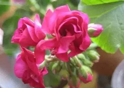 100种花的花语以及送花礼仪分享,100种花的名字和图片带花语